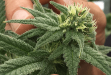 Santa Barbara County’s Cannabis Tax Reform Fizzles Out